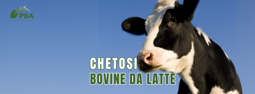 Chetosi Bovina da Latte