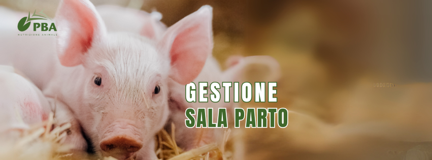 Gestione sala parto suini