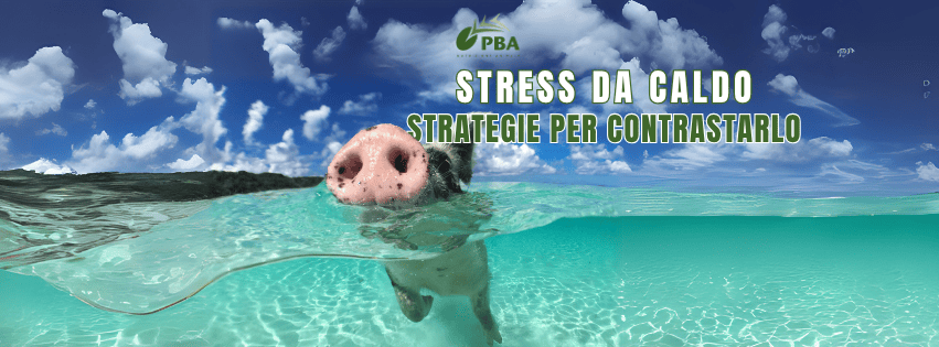 stress da caldo maiali