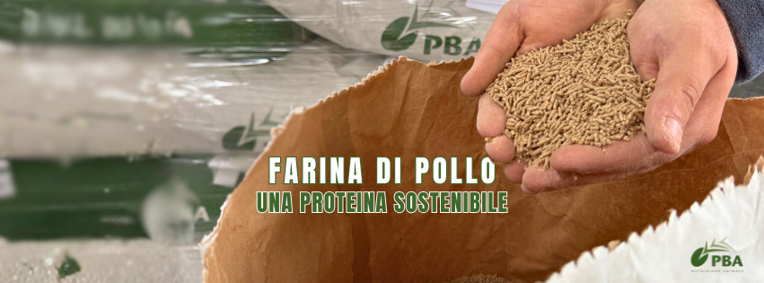 immagine di mani con mangime con farina di pollo per suini