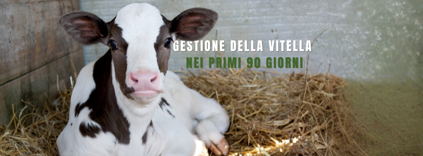 vitella: gestione dei primi 90 giorni