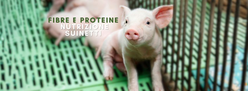 NUTRIZIONE SUINETTI. FIBRE E PROTEINE. MANGIME